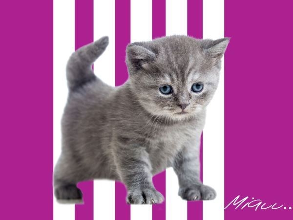 KOC PUPPY FUNNY CAT 130X160CM 3D KOTEK FIOLET